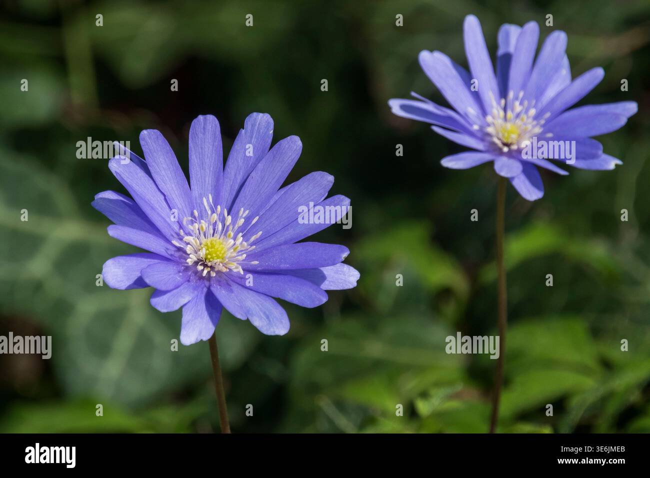 Balkananemone, Anemone Blanda. Stockfoto