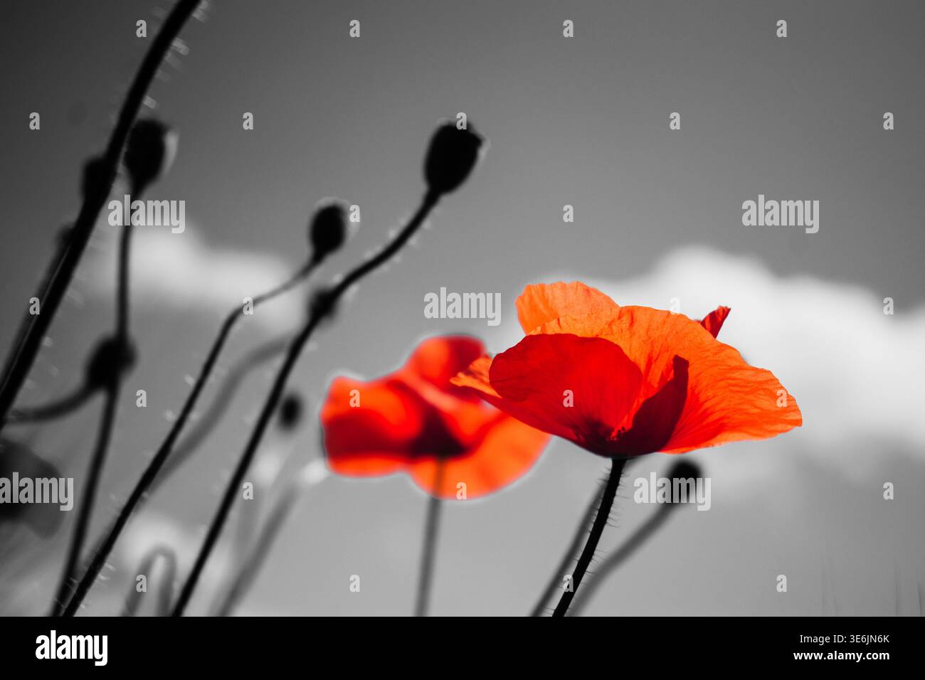 Nahaufnahme von roten Mohnblumen vor schwarzweißem Himmel. ANZAC Day, australisches Gallipoli-Kampagnendenkmal, Memorial Day, Veterans Day fest Stockfoto