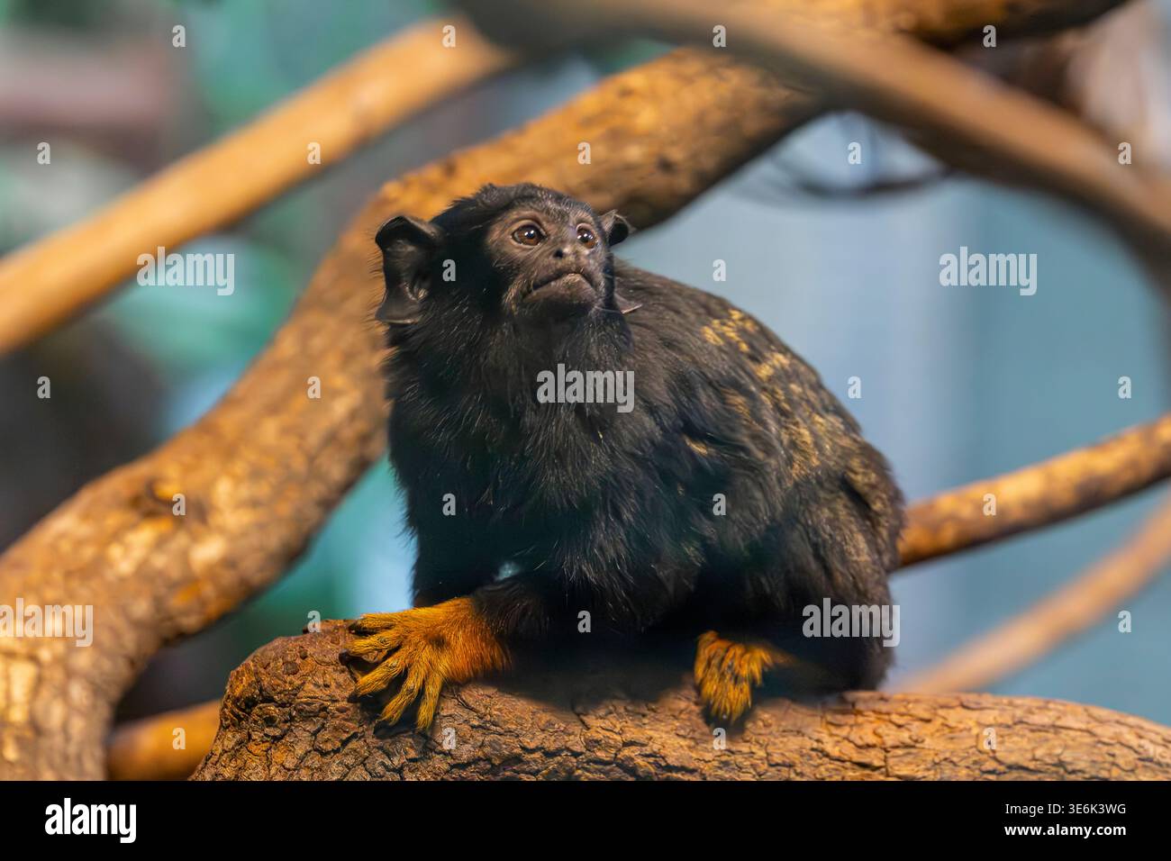 Rothandtamarin (Saguinus midas) ist ein kleiner Amazonas-Primaten mit dunklem Fell und hellorangen Händen, agil und sozial in tropischen Wäldern. Stockfoto