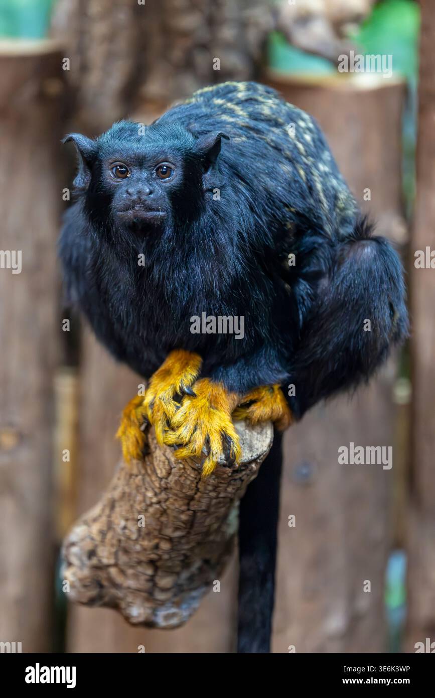 Rothandtamarin (Saguinus midas) ist ein kleiner Amazonas-Primaten mit dunklem Fell und hellorangen Händen, agil und sozial in tropischen Wäldern. Stockfoto