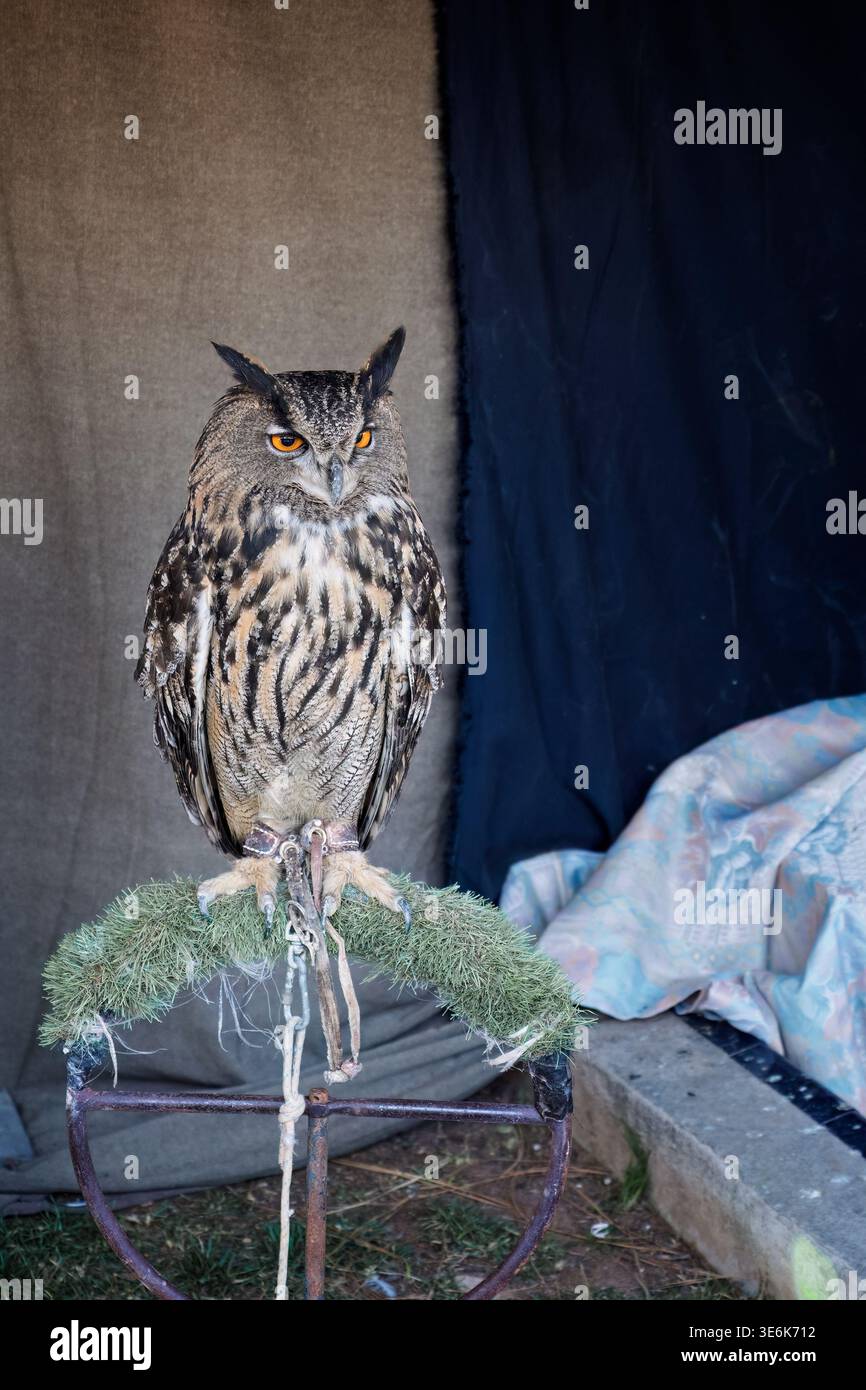 Eurasischer Uhu mit orangefarbenen Augen auf einem Ausstellungsstand während des Mercado Medieval Festivals in Vila-Real, Castello, Spanien. Stockfoto