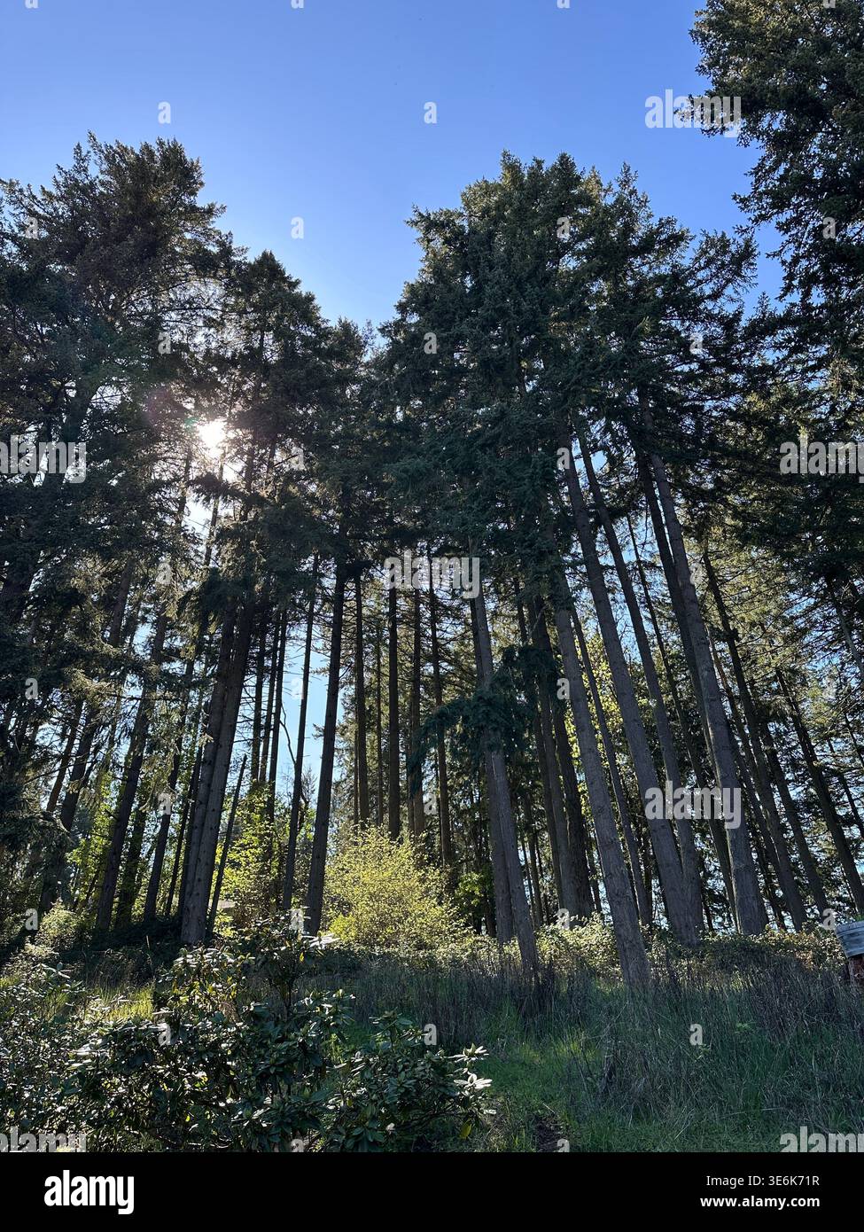 Ein Wald aus hohen Douglasien, hinter denen die Sonne scheint. Stockfoto