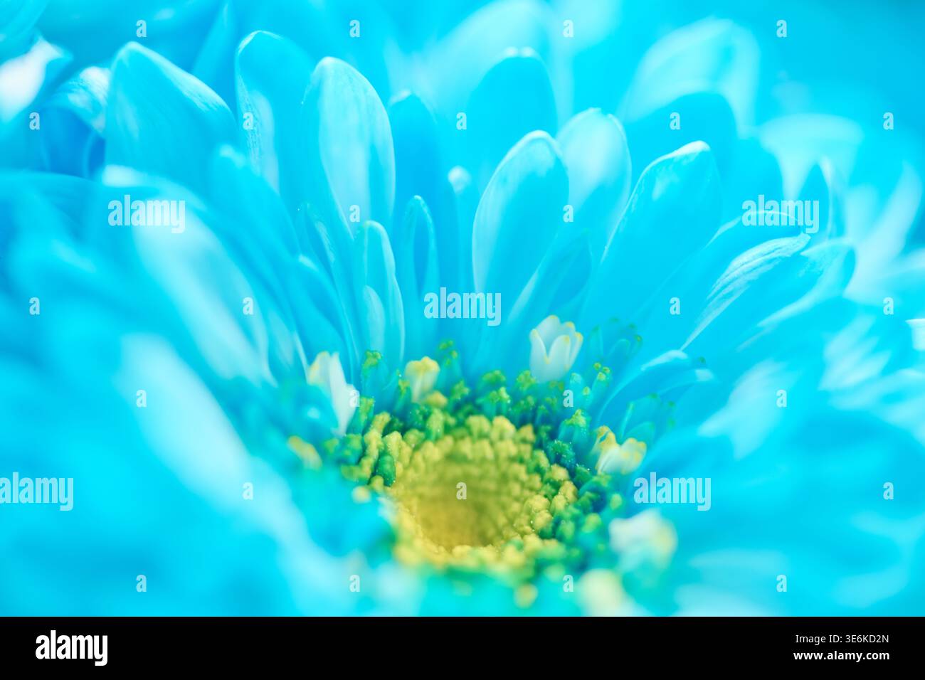 Makrofoto mit zarten blauen Chrysanthemen unter sanfter Beleuchtung. Konzentrieren Sie sich auf komplizierte Blütenblätter und einen hellgelben Blumenkern, die c Stockfoto
