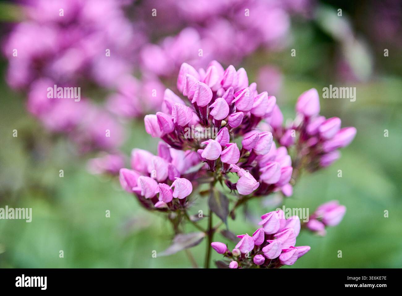 Phlox paniculata Blüten zeigen gruppierte, zarte Blütenblätter, die in sanftes natürliches Licht getaucht sind, mit verschwommenem rosa und grünem Gartenhintergrund, der an Ruhe erinnert Stockfoto