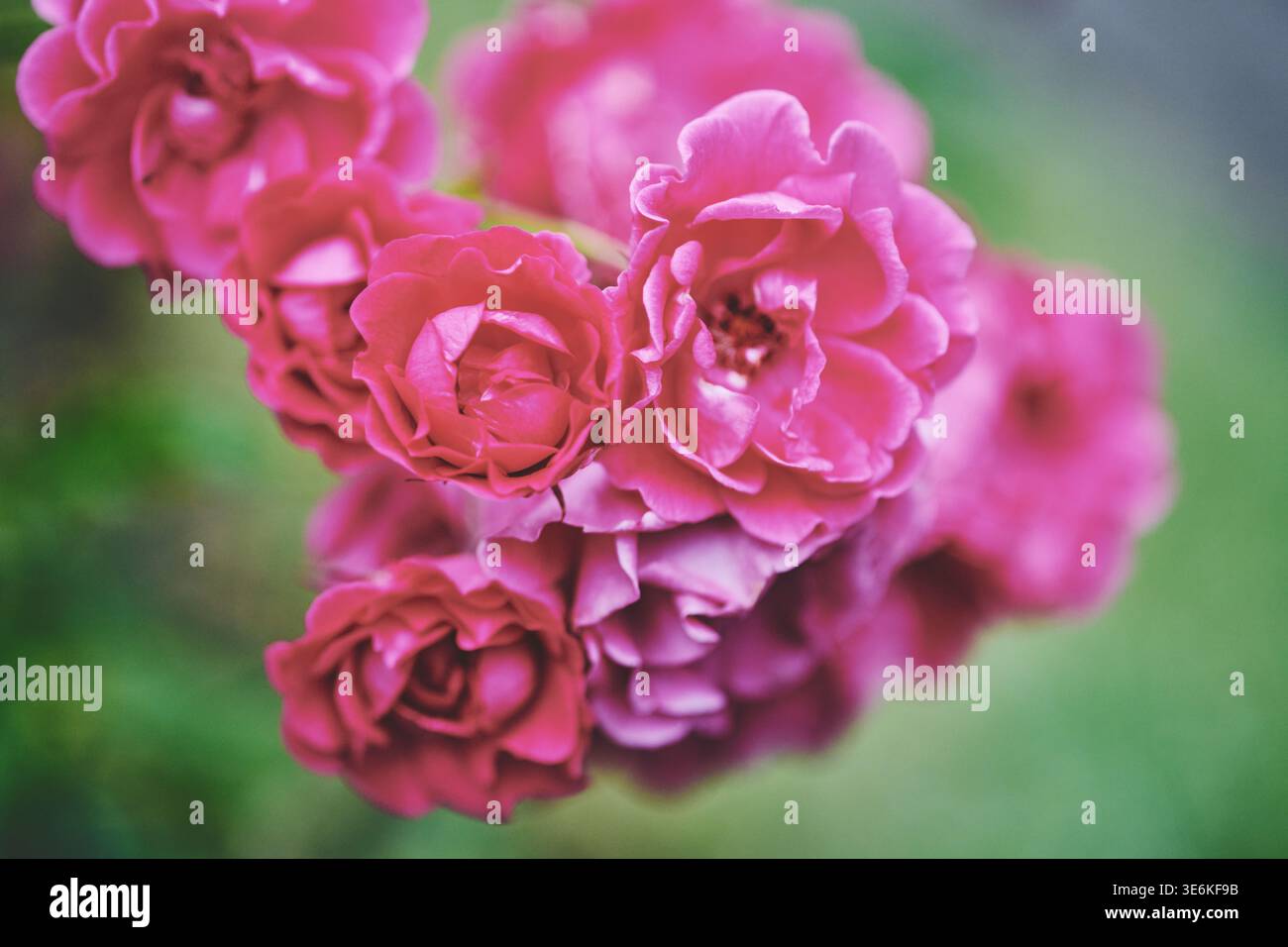 Nahaufnahme mehrerer rosafarbener Rosen mit zarten Blütenblättern. Hintergrund mit sanftem grünem Bokeh, das die Schönheit der Blumen in Natur betont Stockfoto