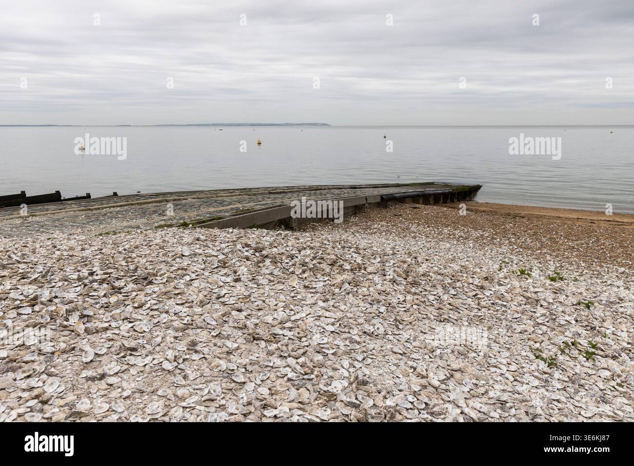 Ein Strand, bedeckt mit ausgeworfenen Austernschalen, Whitstable, Kent, England. Stockfoto
