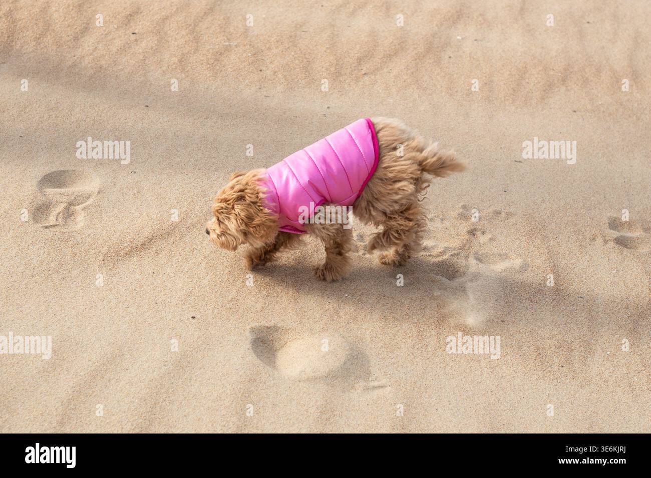 Kleiner flauschiger brauner Welpe mit rosa Weste spaziert an einem Sandstrand. Haustier, Hund, draußen, Strand, Tier Stockfoto