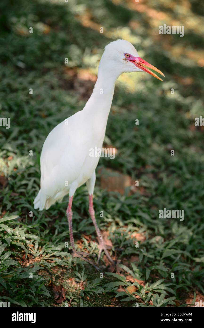 Eleganter weißer Reiher, der in sanftem Sonnenlicht auf grünem Gras steht, Tierporträt. Stockfoto