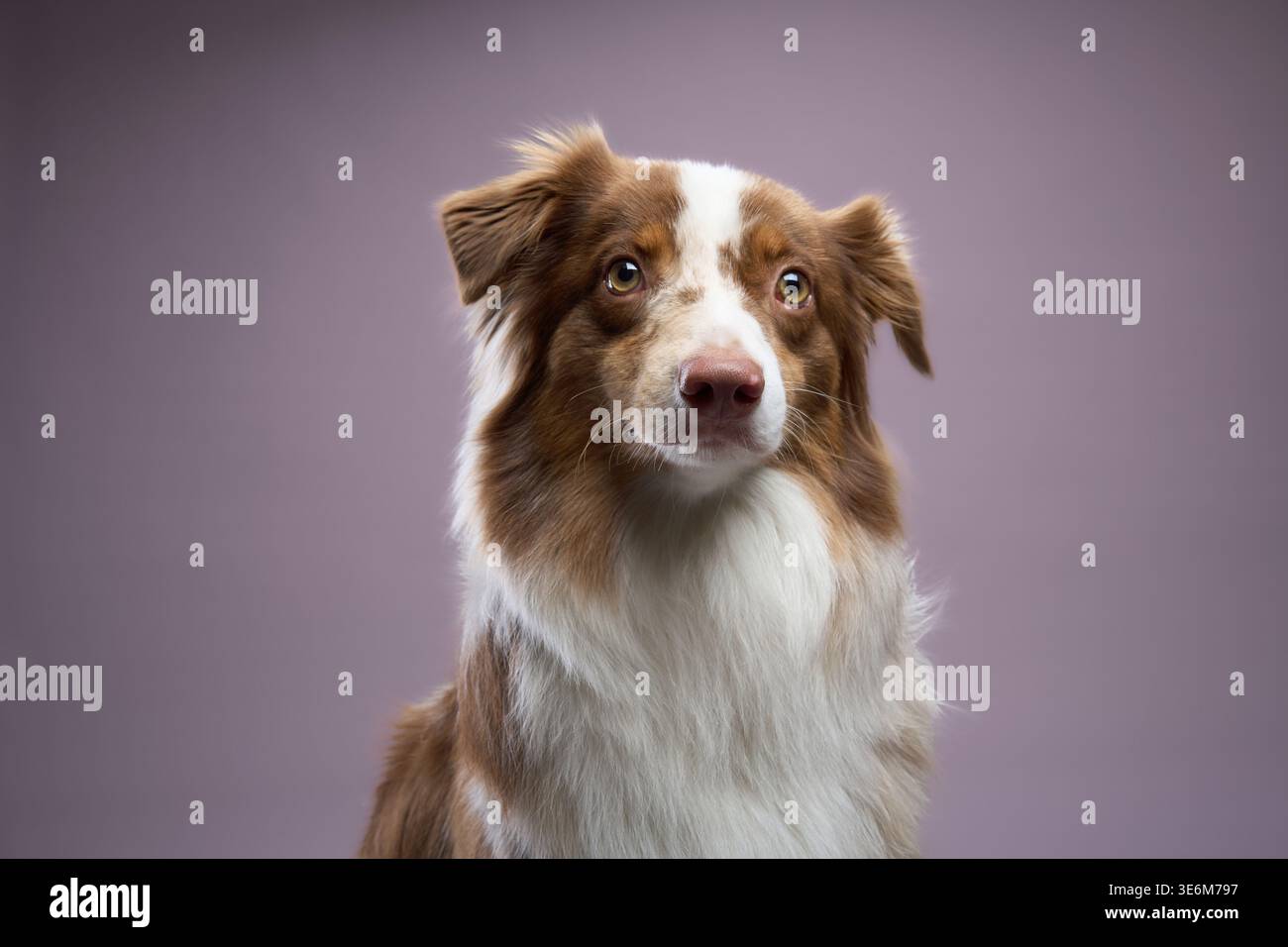 Der Hund sieht neugierig aus, mit gestochenen Ohren. Es wirkt ruhig und nachdenklich. Stockfoto