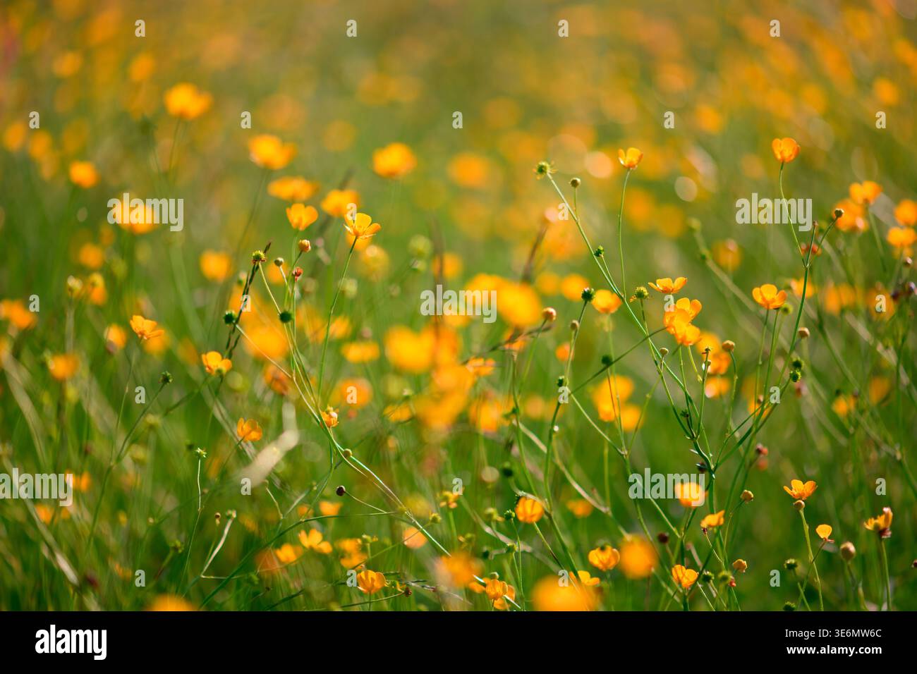 Leuchtende, von Sonnenlicht beleuchtete Wiese mit blühenden gelben Butterblumen. Sonnige Wildblumenszene. Sonnendurchflutetes Feld mit bunten Blüten und sanfter Brise Stockfoto