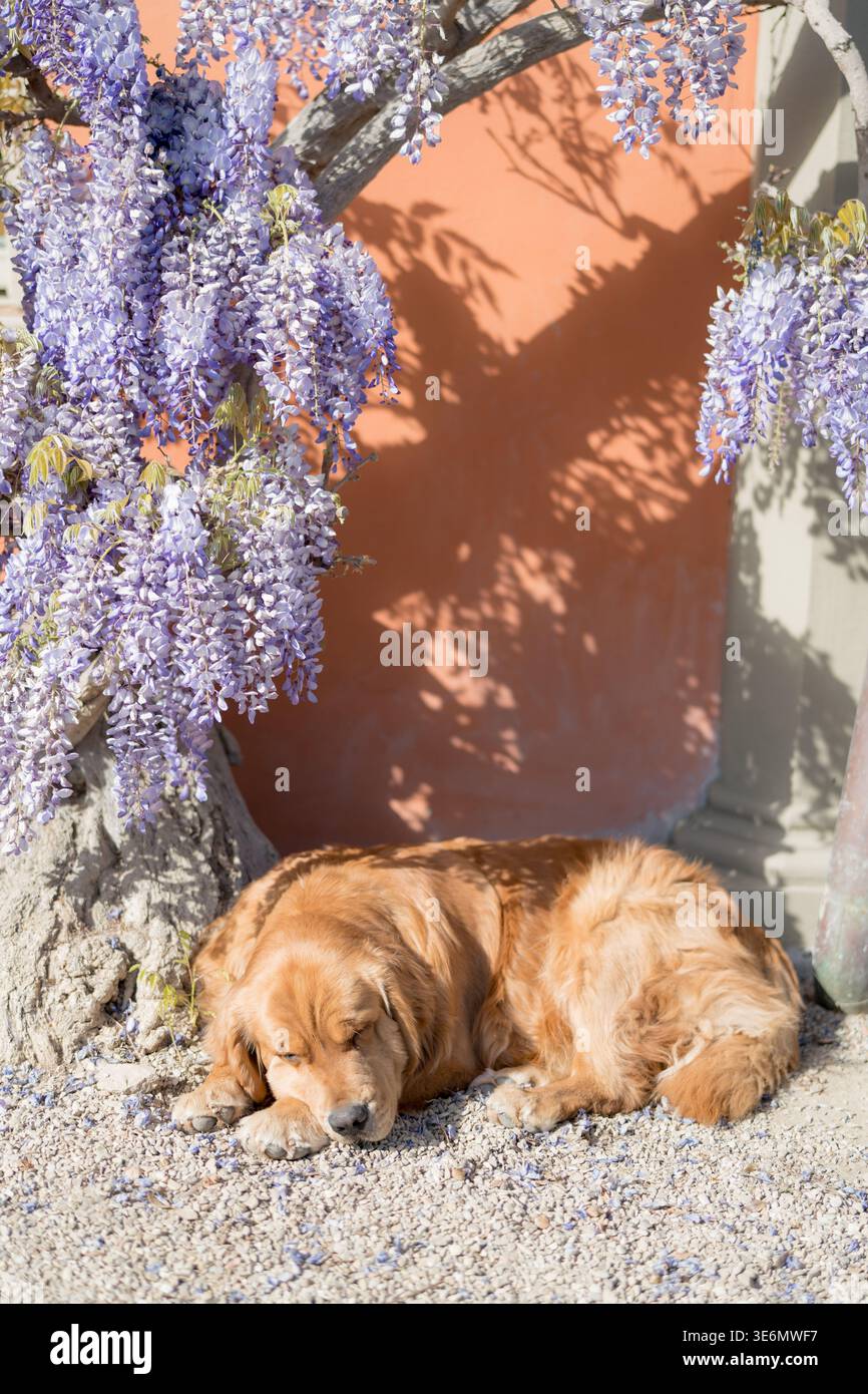 Ruhiger Senior Eckhund, Der Auf Der Sonnendurchfluteten Terrakotta-Wand Liegt Stockfoto