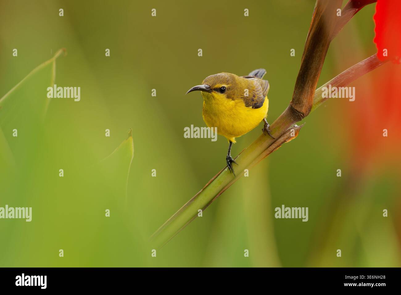 Verzierte sunbird Cinnyris ornatus Weibchen auf roter Canna Blütenknospe, olivgelbes Gefieder, gekrümmter Schnabel, roter Bokeh Hintergrund, farbenfrohe tropische gar Stockfoto
