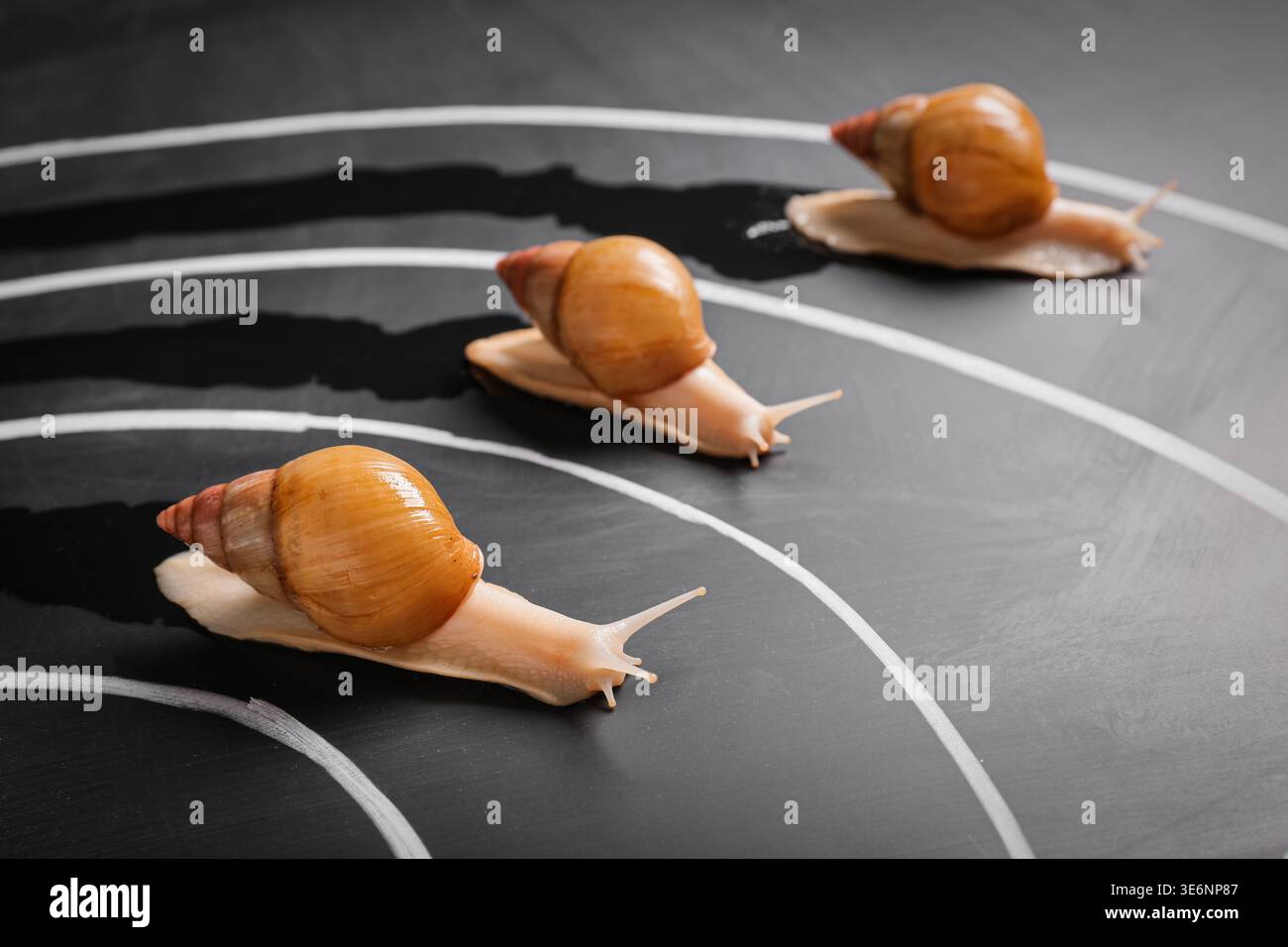 Schnecken auf schwarzer Rennstrecke Stockfoto