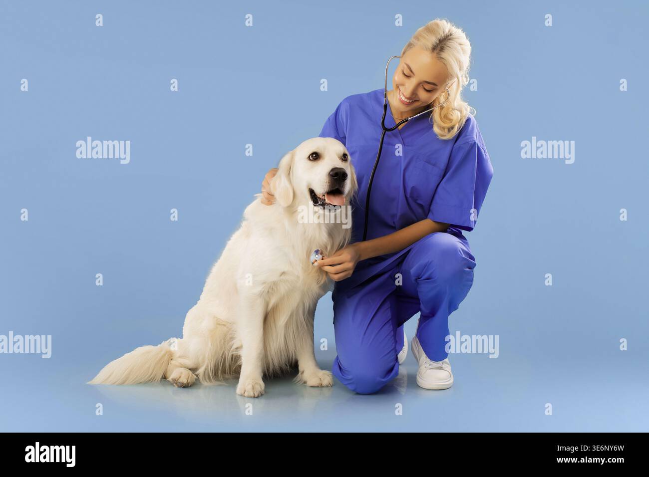 Tierarzt untersucht Golden Retriever Hund im Studio mit blauem Hintergrund während des Health Check Stockfoto