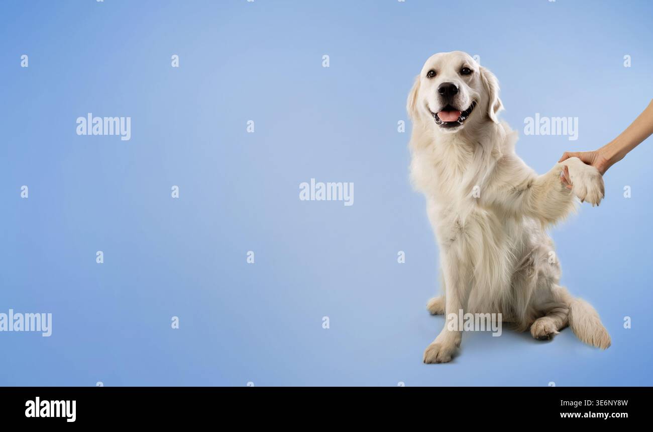 Golden Retriever sitzt und erhält einen Paw Shake von einer Person vor blauem Hintergrund Stockfoto