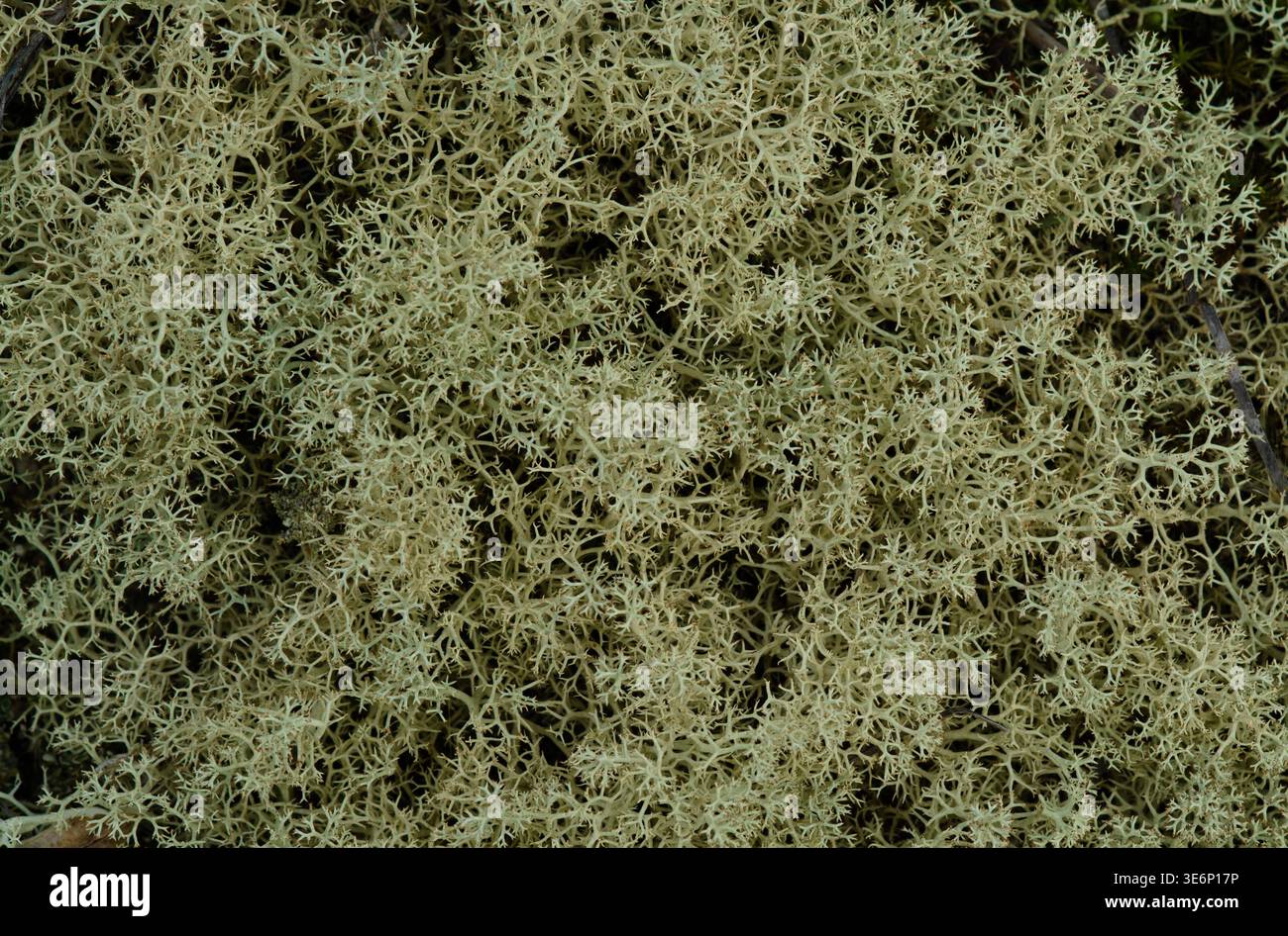 Nahaufnahme einer blassgrünen Flechte mit feinen Verzweigungsstrukturen und natürlicher Textur auf der Oberfläche von verwittertem Holz. Stockfoto
