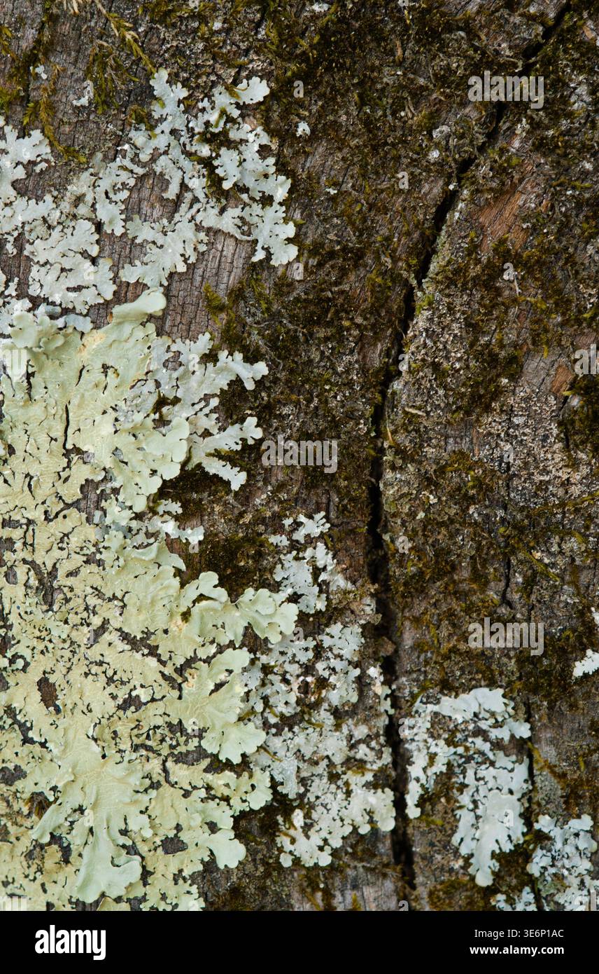 Nahaufnahme von blassem Flechten und grünem Moos, das auf einer verrottenden Baumwurzel wächst, mit rauer Holzstruktur, natürlichen Rissen und organischen Oberflächendetails. Stockfoto