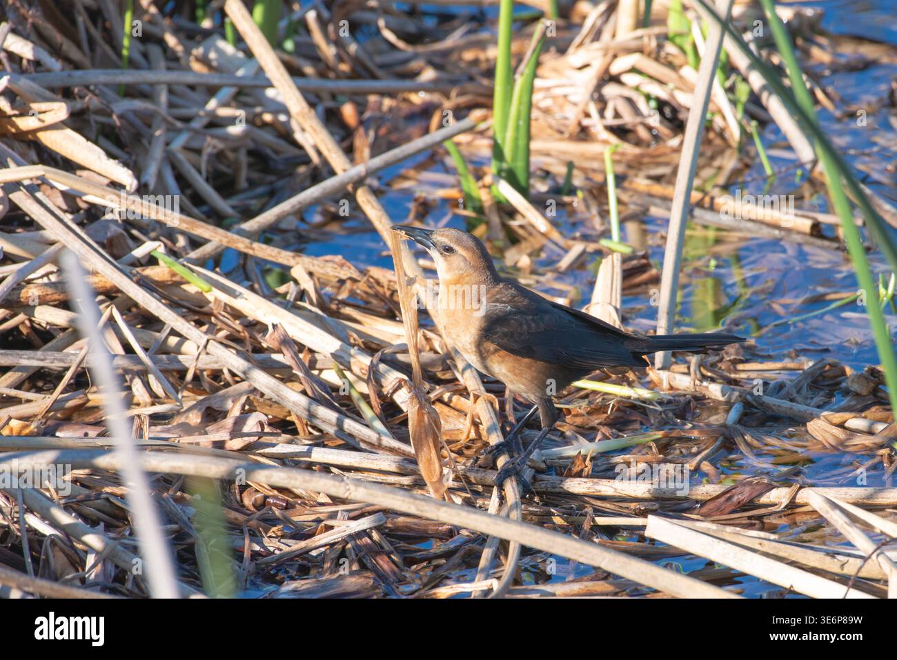 Ein weibliches Boot überwanzte Grackle und pflückte Gras für ein Nest, Sarasota Audubon Celery Fields, Florida, USA Stockfoto