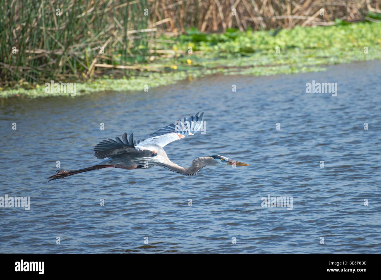 Ein großer blauer Reiher gleitet über dem Wasser mit seinen seitlich ausgerichteten Flügeln, Sarasota Audubon Celery Fields, Florida, USA Stockfoto