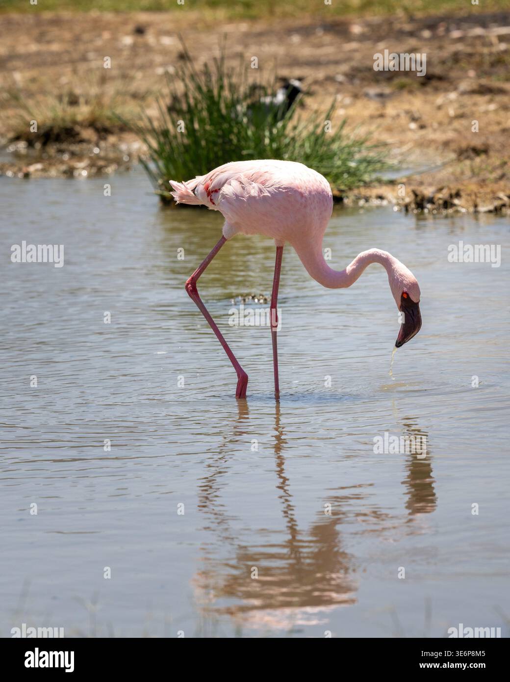 Einzelner Flamingo in Afrika, der im flachen Wasser auf der Suche nach Nahrung steht Stockfoto