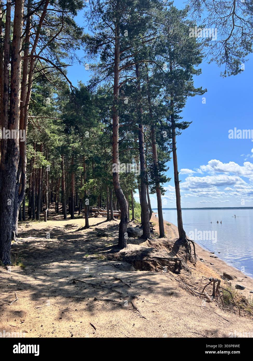 Sandkiefernküste am Rande des ruhigen Wassers im Gebiet von Rybinsk, Oblast Jaroslawl, Russland. - Smartphone-aufgenommenes Stockfoto