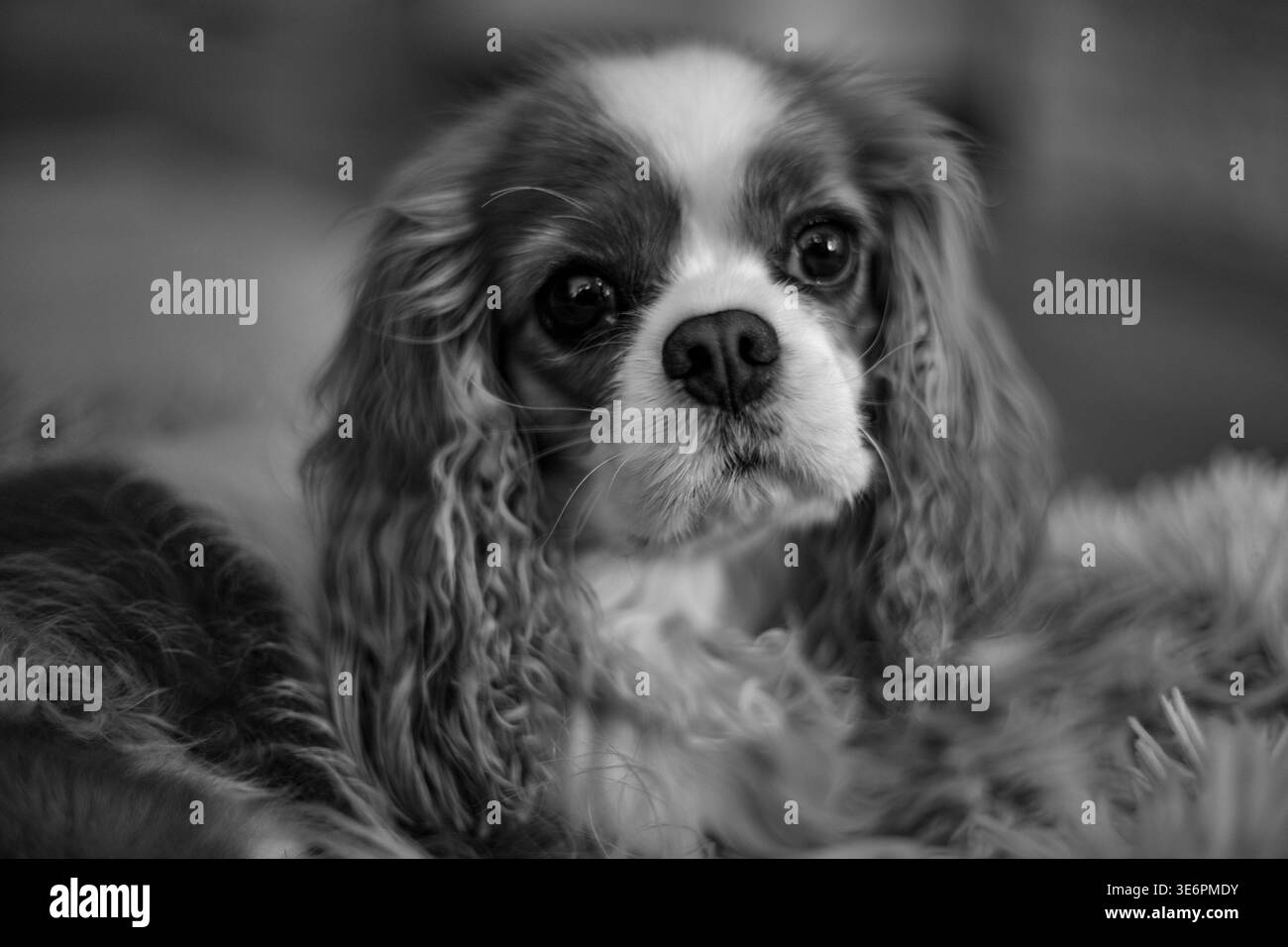 Schwarz-Weiß-Porträt eines Cavalier King Charles Spaniels, der auf einer flauschigen Decke ruht Stockfoto
