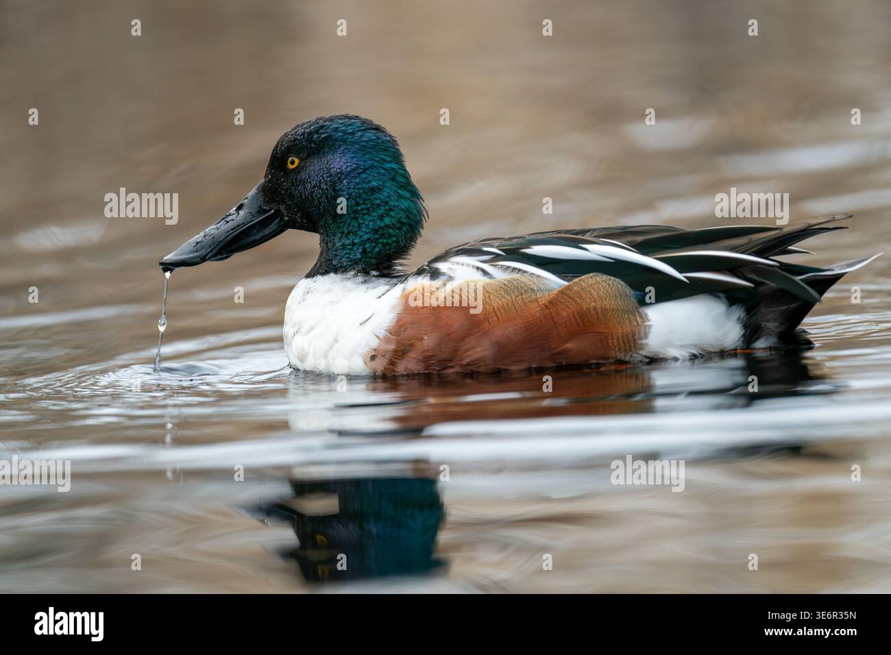 Seitenprofil eines männlichen Northern Shoveler (Spatula clypeata), der in einem Teich schwimmt, wobei ein Wassertropfen von seiner Rechnung fällt, British Columbia, Kanada. Stockfoto
