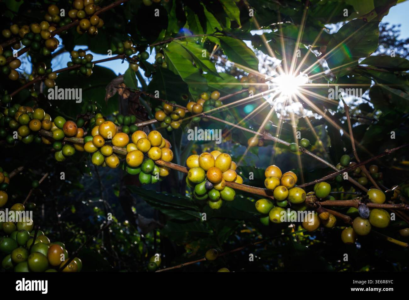 Nahaufnahme von Kaffeebohnen in einer Zweigplantage-Bio-Farm. Am Fuße des Berges und über sonnenbeleuchteten Hintergründen. Stockfoto