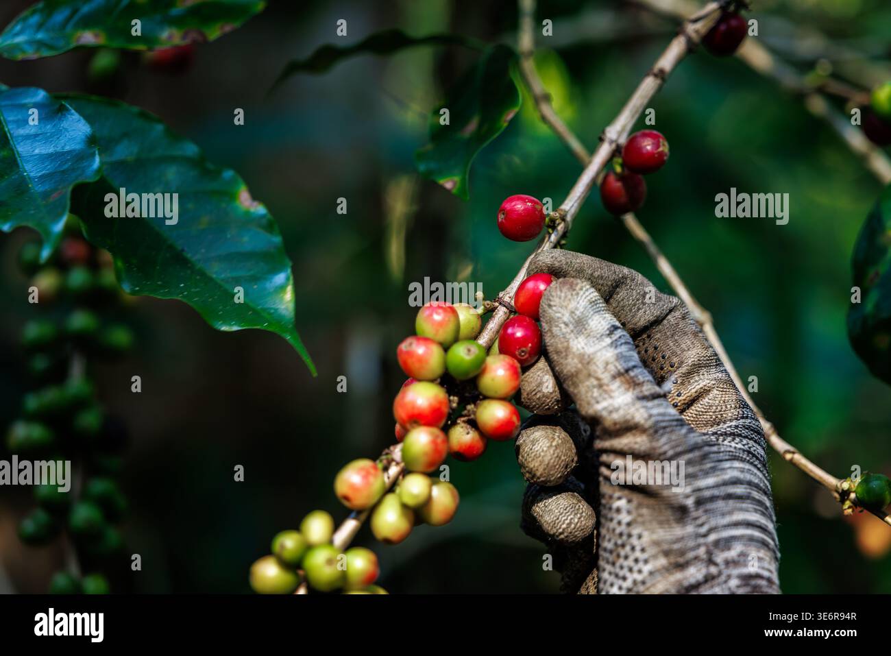 Bauernfrauen ernten auf einer Kaffeebaumplantage Kaffeebohnen aus Arabica-Kaffee. Stockfoto