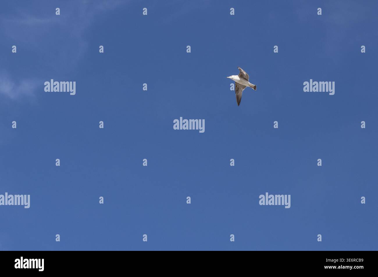 Möwe im Flug in Castiglioncello in der Provinz Livorno Stockfoto