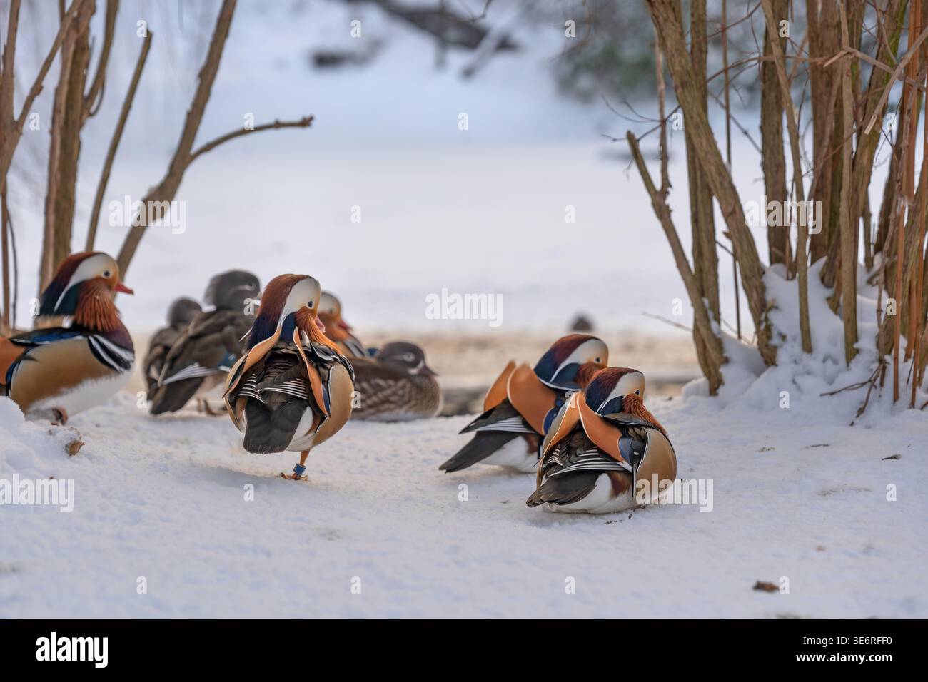 Mandarinenten (Aix galericulata) auf Schnee am Teichufer im Winter, in der Ostpaläarktis heimische Hochvögel, Wasservögel in der Familie Anatidae. Stockfoto