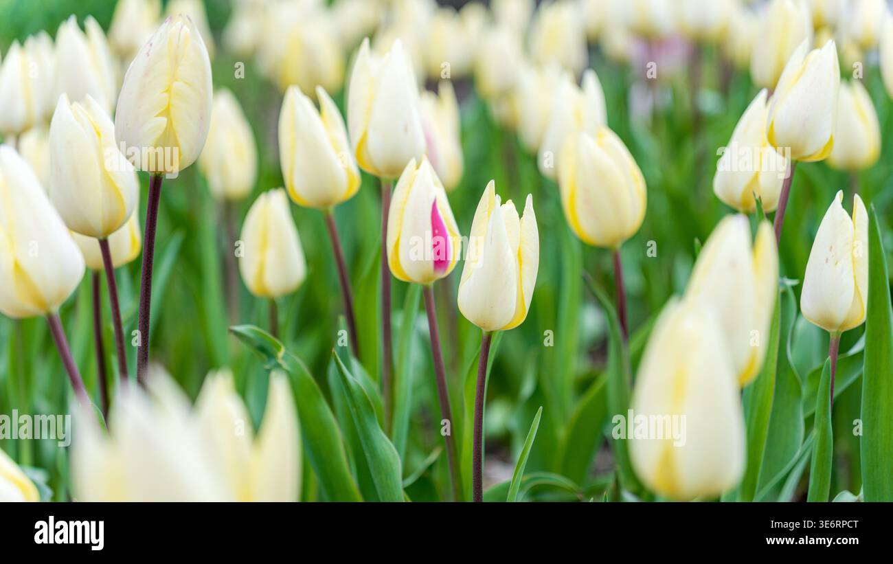 Einzigartige rosa gestreifte Tulpe zwischen cremefarbenen Frühlingsblumen Stockfoto