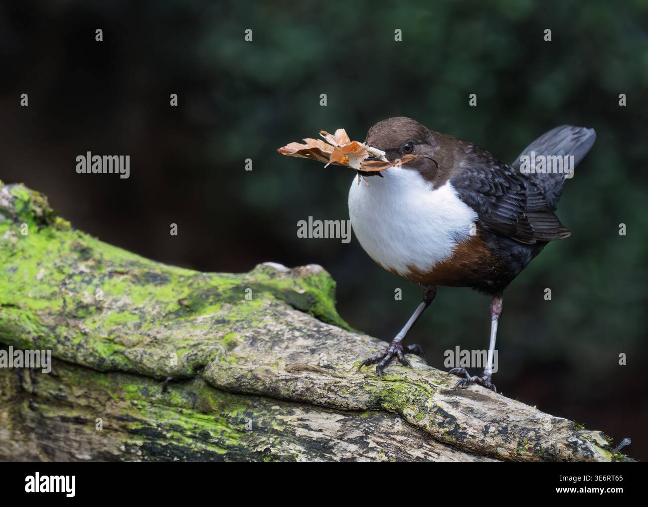 Ein Dipper (Cinclus cinclus) sammelt Nistmaterial, Isle of Mull, Schottland Stockfoto