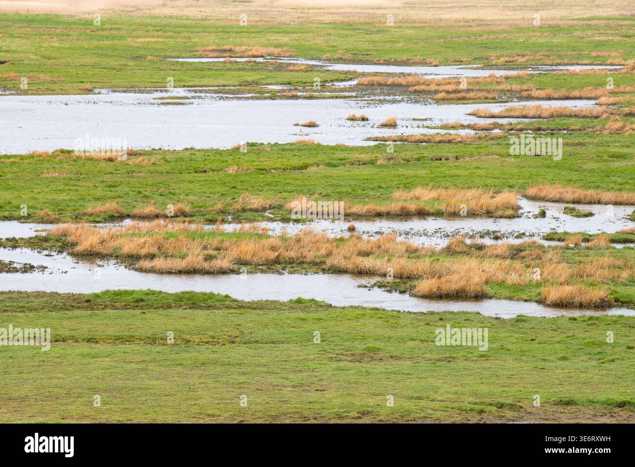 Versunkenes Land von Saeftinghe, Atlantische Salzwiesen, Feuchtgebiet und Naturschutzgebiet zwischen den Niederlanden und Belgien, Brackwassergebiet Stockfoto