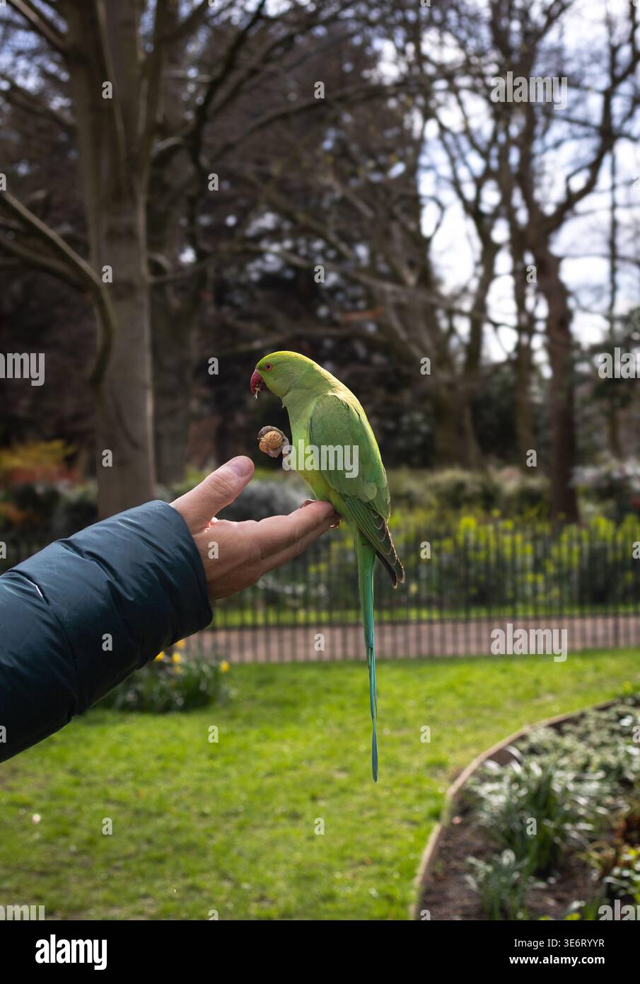 Grüner Sittich, der aus menschlicher Hand im Park isst, Nahaufnahme der Interaktion mit Wildtieren Stockfoto