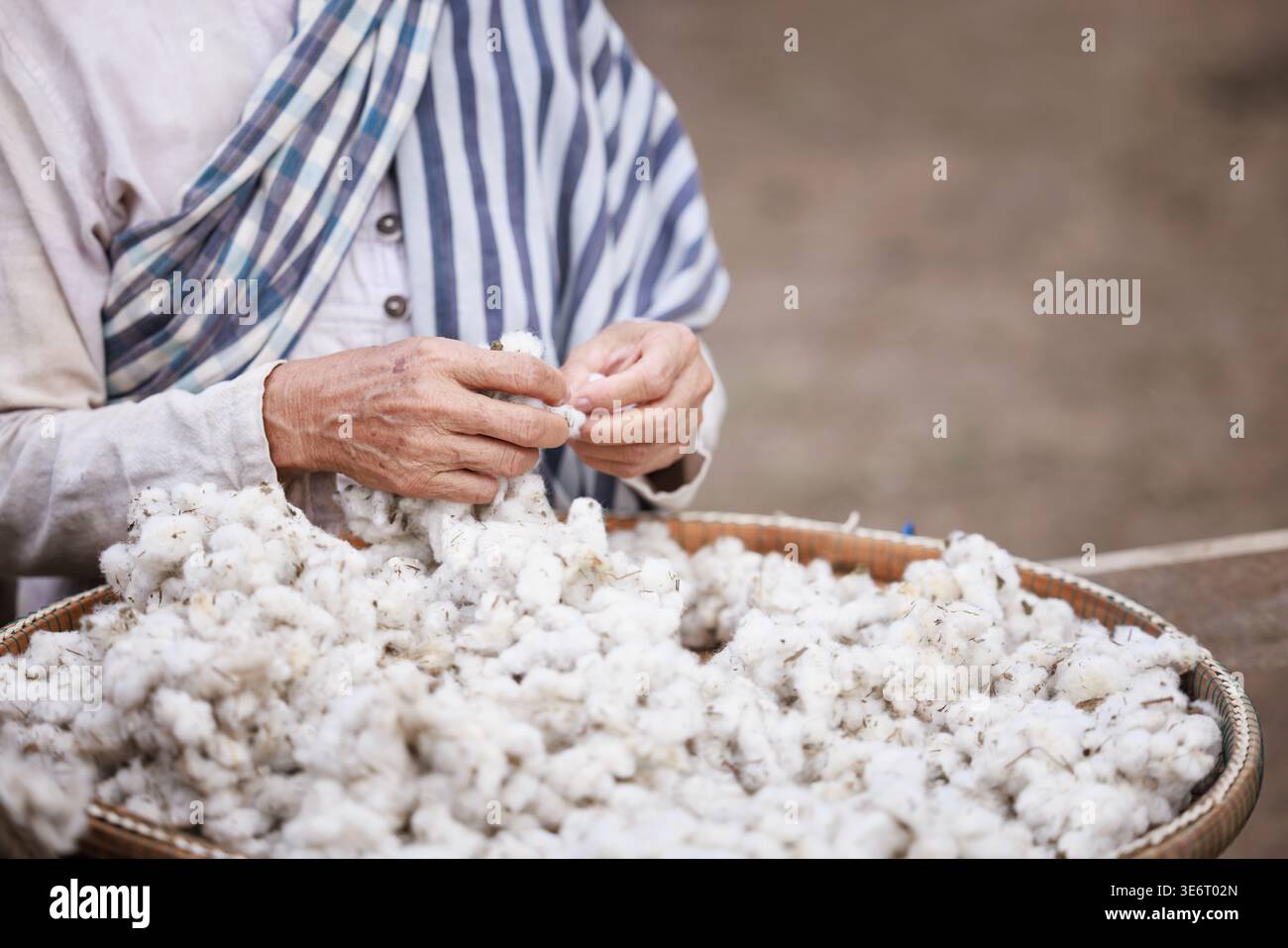 Nahaufnahme der menschlichen Hände, die Rohbaumwollfasern verarbeiten, wobei die traditionellen landwirtschaftlichen Praktiken und die Vorbereitung der Textilherstellung hervorgehoben werden. Stockfoto