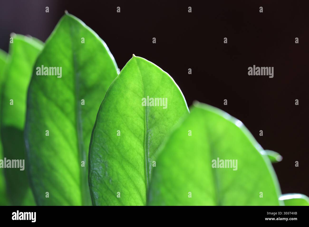 Nahaufnahme von Zamia furfuracea-Blättern auf dunklem Hintergrund Stockfoto