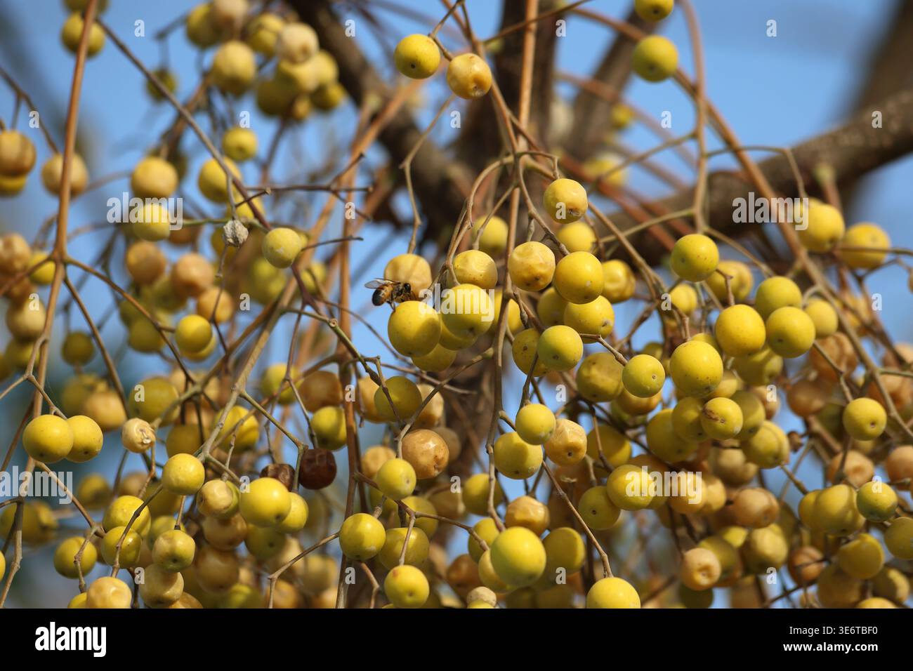 Beeren und Samen von Melia azedarach, bekannt als Chinaberry-Baum Stockfoto