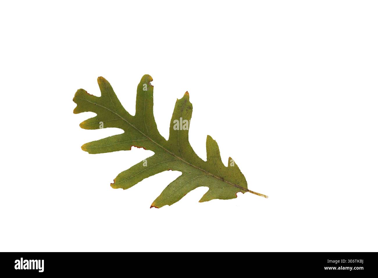 Grünes Eichenblatt isoliert auf weißem Hintergrund Stockfoto