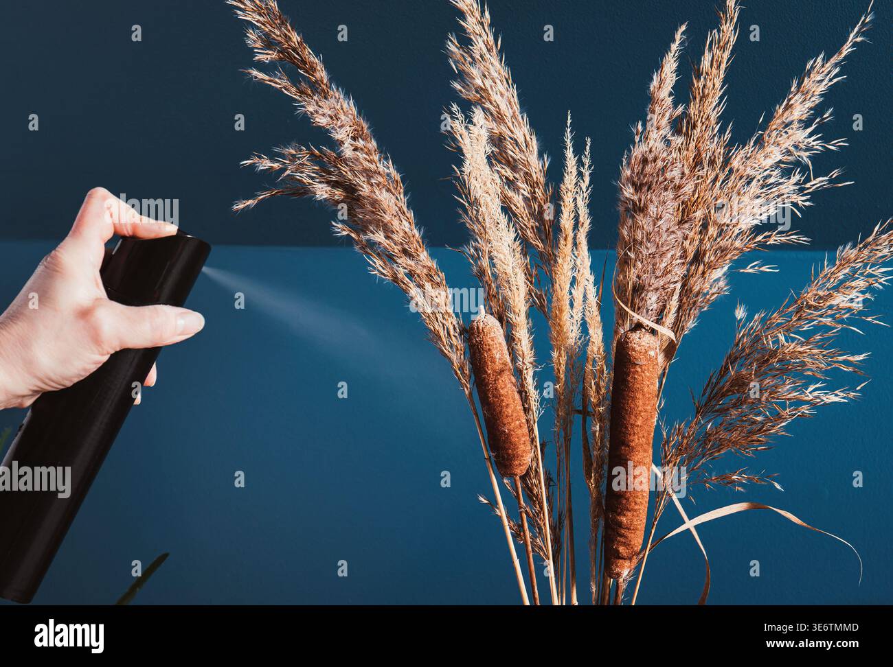 Person Hand mit Haarspray zur Konservierung getrockneter natürlicher Graspflanzen in der Hausvase. Stockfoto
