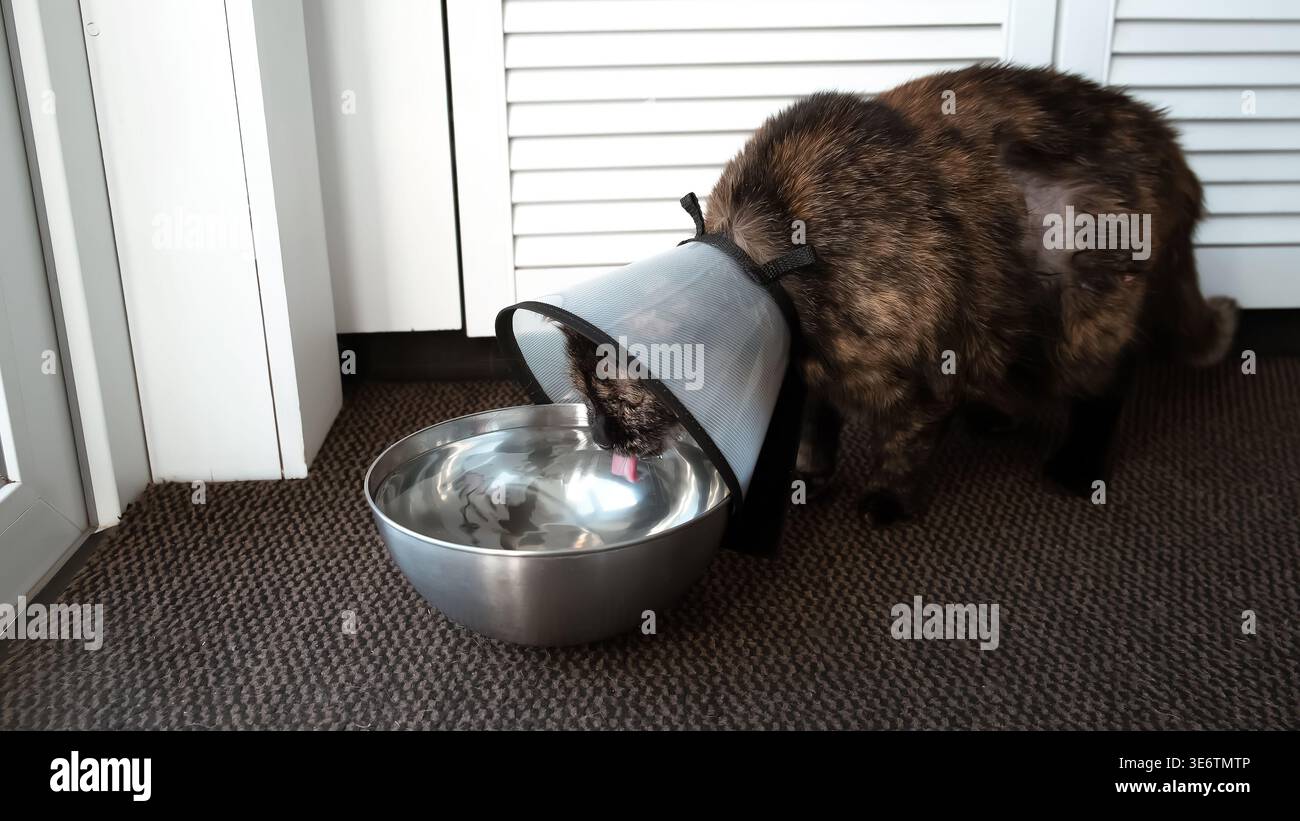 Eine kranke Katze mit einem elisabethanischen Kragen trinkt Wasser aus einer Metallschale. Wiederherstellung der Gesundheit des Haustiers nach Verletzung. Ein Tier in einem Kegel verhindert Juckreiz Stockfoto