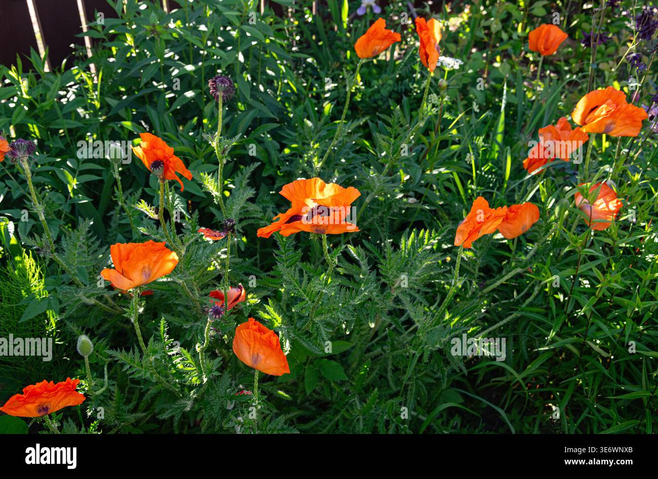 Leuchtend orangefarbener Mohn blüht im Sommergarten. Lebendige Wildblumen wachsen auf grüner Wiese. Natürliche Landschaft mit sonnigem Licht, florale Umgebung A Stockfoto