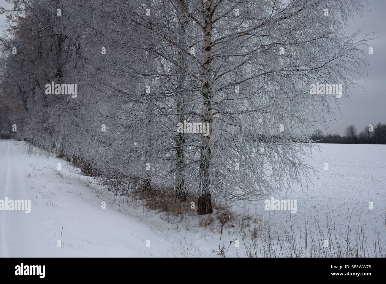 Eine Winterlandschaft mit frostbedeckten Birken mit filigranen Eiskristallen auf Ästen, vor einem schneebedeckten Feld unter einem bewölkten Himmel Stockfoto