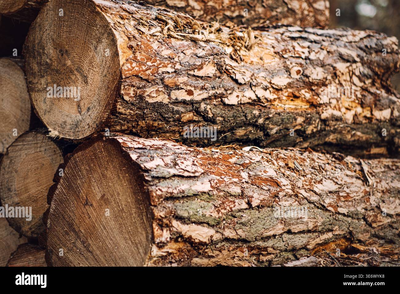 Gestapelte Kiefernstämme mit rauer Rinde und abgeschnittenen Enden liegen im Stapel. Nachhaltigkeit der Forstindustrie, Holzabfallwirtschaft, Kreislaufwirtschaft der Bioökonomie. Stockfoto