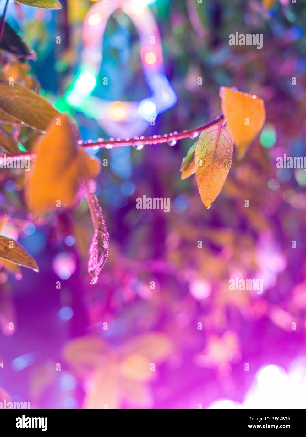Makrofotografie von nassen Herbstblättern, die mit Wassertropfen bedeckt sind, mit einem leuchtenden, farbenfrohen, glockenförmigen Bokeh im Hintergrund. Die Szene Stockfoto
