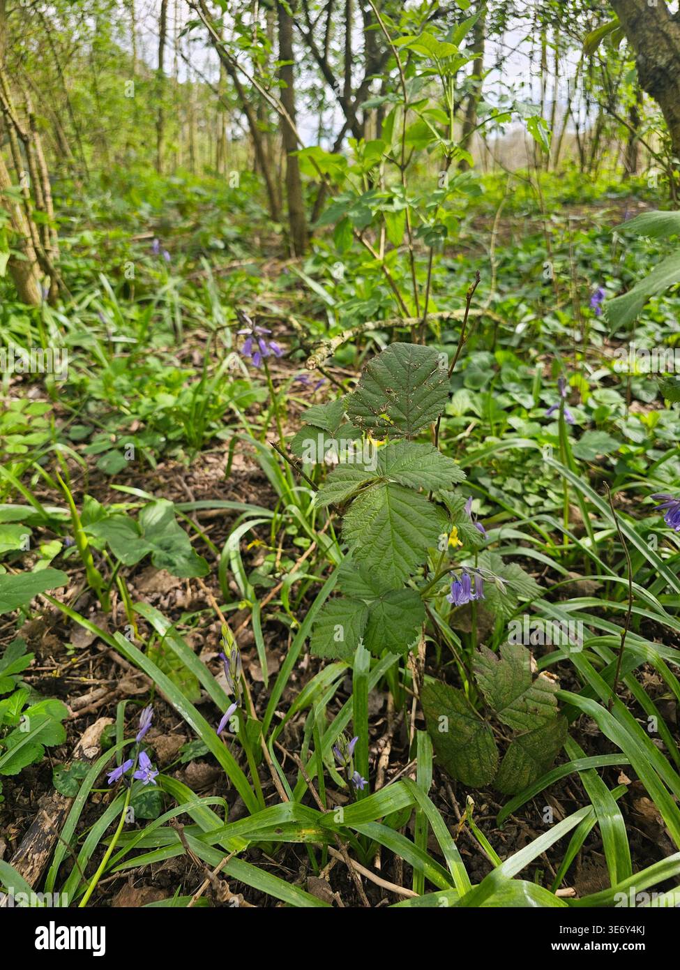 Glockenblumen verteilen sich über einen Wald - Smartphone-aufgenommenes Stockfoto