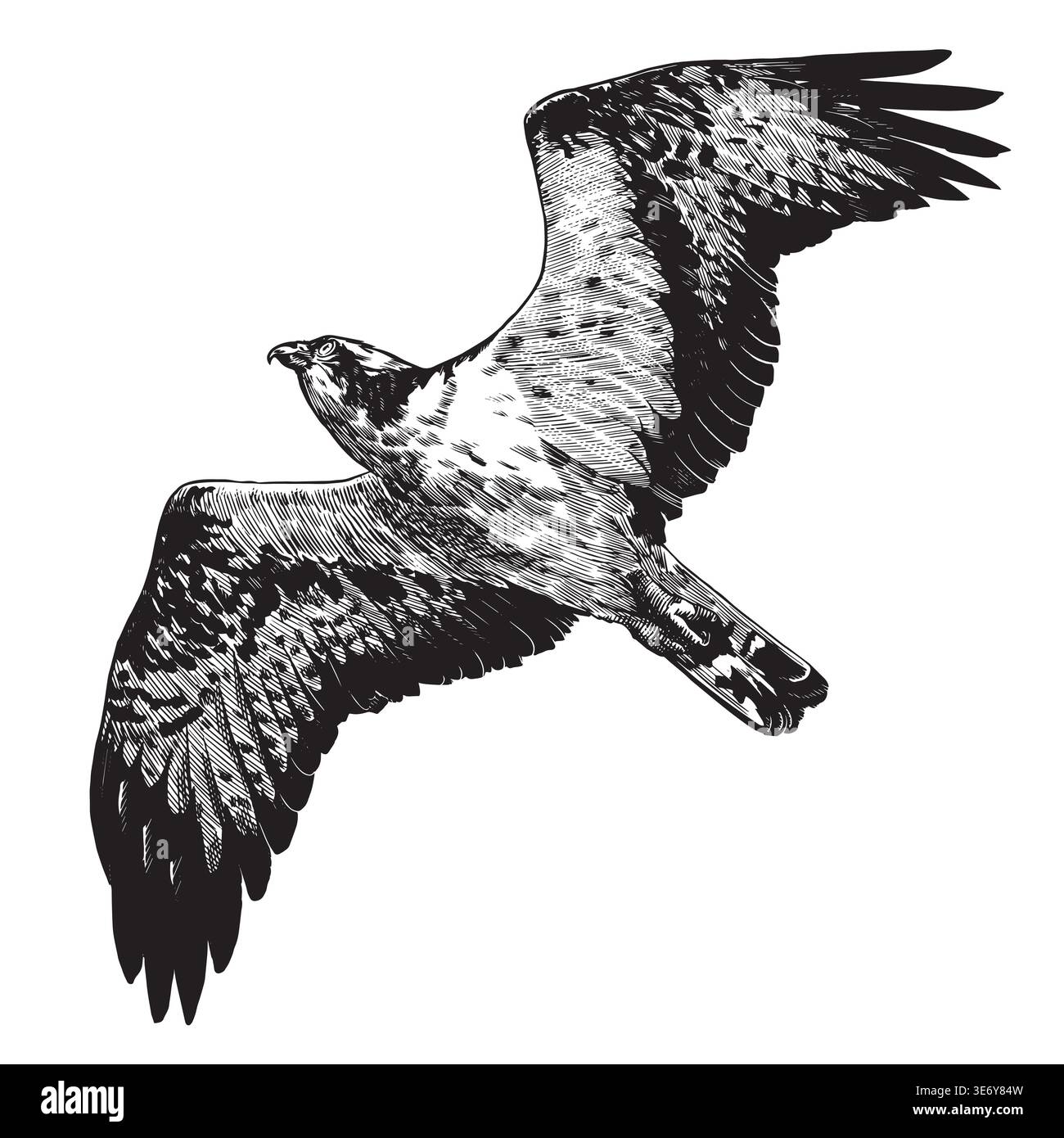 Realistische Osprey- oder Fischfalke Vogel-Illustration Zeichnung in traditionellem handgezeichnetem Stil. Holzschnitt- oder Gravurtinte, Scratchboard-Linearkunst Stock Vektor