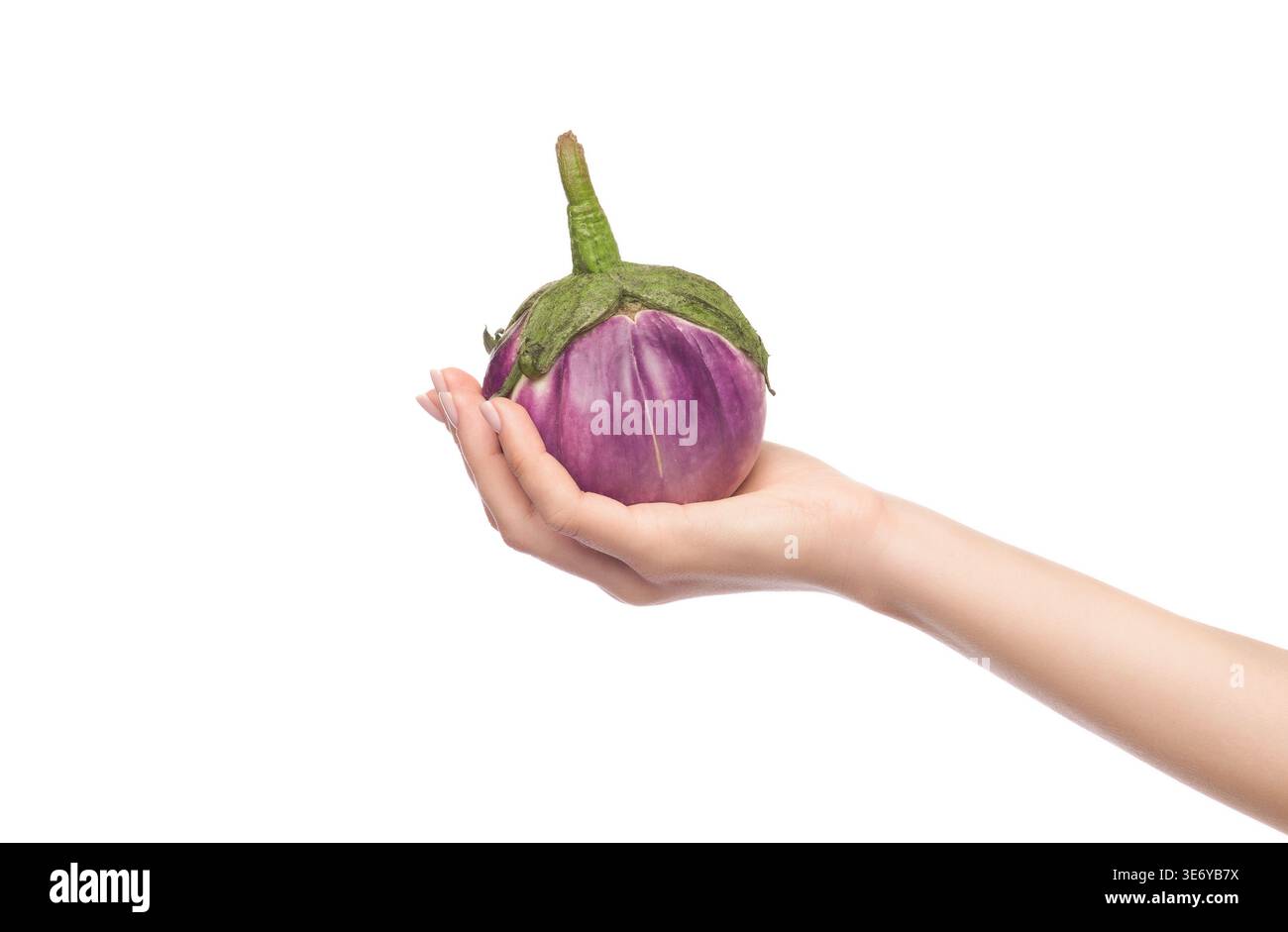 Kleine violette Aubergine in der Bauernhand auf weiß Stockfoto