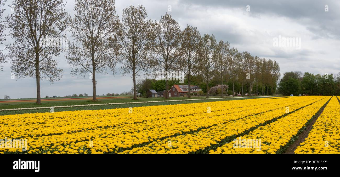 Gelbes Tulpenfeld mit einem Bauernhaus und einer Reihe von Bäumen unter bewölktem Himmel im Frühling Stockfoto