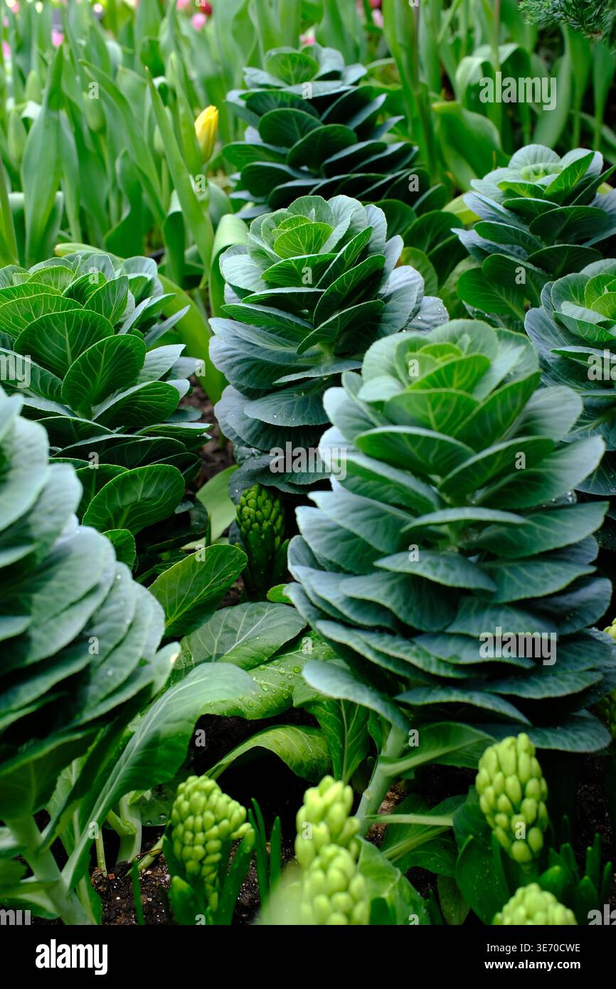 Hochwinkel-vertikaler Schuss von grünem Zierkohl (Brassica oleracea), der in einem üppigen Garten wächst Stockfoto